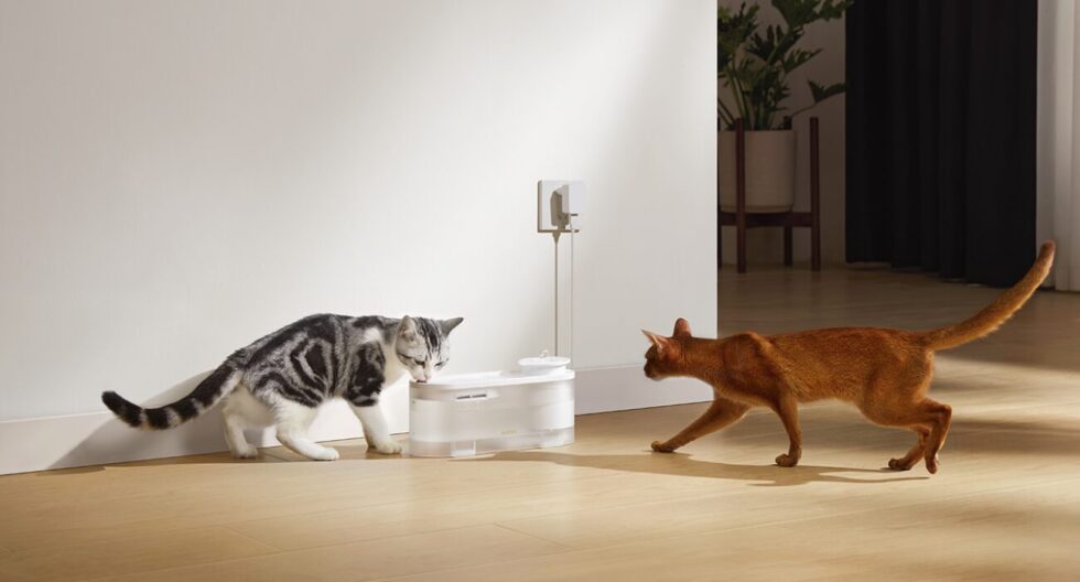 Explore the best smart pet gadgets for monitoring and fun. Discover how pet tech is booming in the UK and making pets healthier and happier.