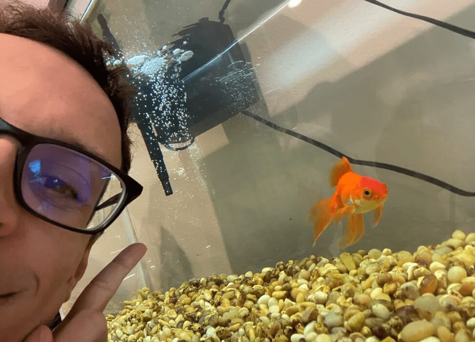 A goldfish named Tortellini beat Elden Ring’s toughest boss live on Twitch. PointCrow’s AI experiment went viral – a moment that fascinates gamers in Britain and beyond.