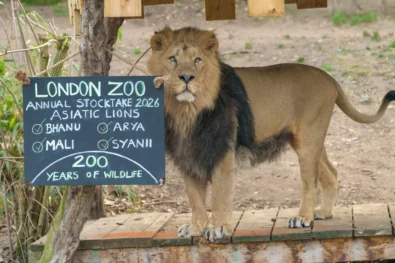 London Zoo&rsquo;s 2026 stocktake reveals rare births, endangered species gains and how ZSL&rsquo;s 200-year science-led conservation network supports global breeding and extinction-prevention efforts.