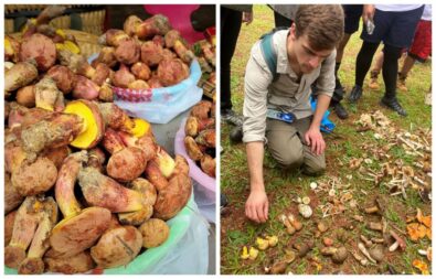 Lanmaoa asiatica mushrooms linked to rare hallucinations in China. How symptoms develop, why cooking matters, and what scientists have confirmed.