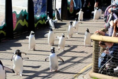 Edinburgh Zoo has suspended its famous penguin parade, the Wee Waddle, after a rise in bird flu cases across the UK triggered emergency biosecurity measures to protect all captive birds.