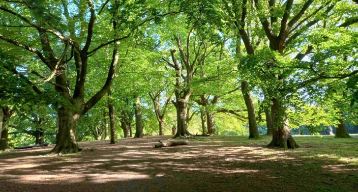 UK-wide Day of Action for Nature on 18 April sees CPRE London, with Alice Roberts, oppose grey belt housing plans and park commercialisation ahead of May elections across London and the UK.